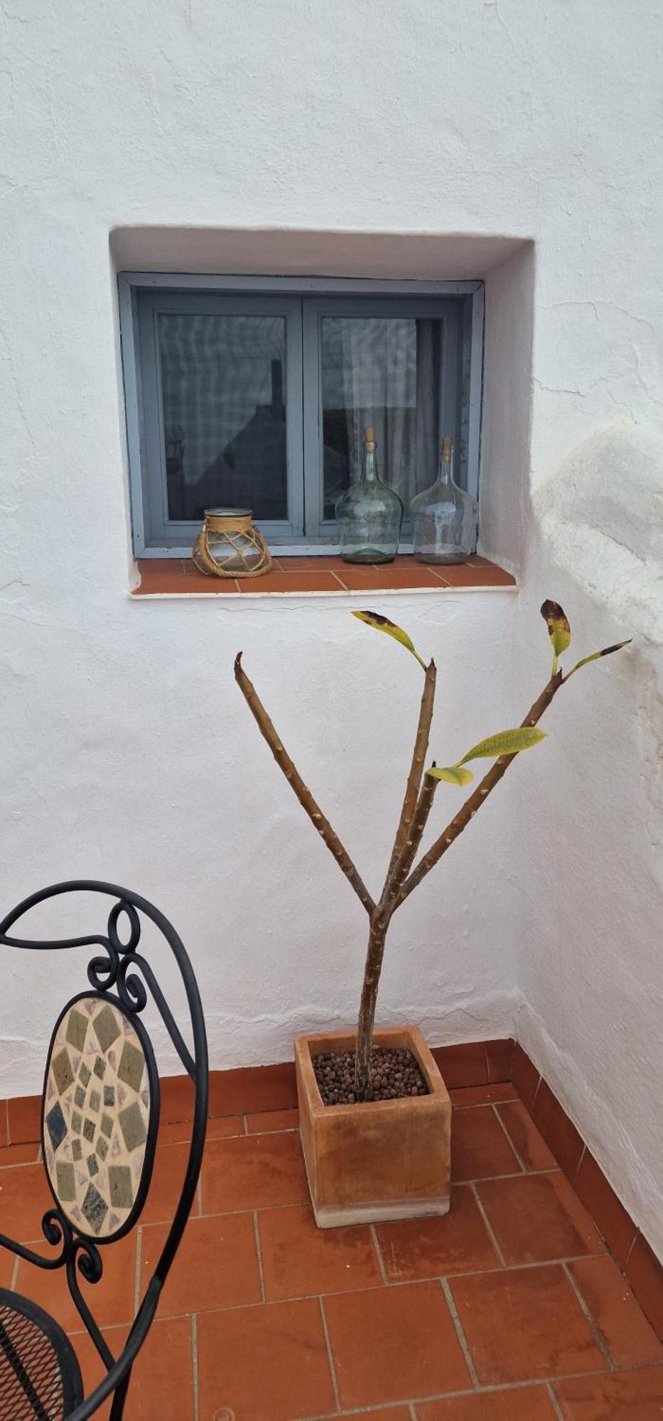 La Casa De Abuela Habitaciones Con Bano Compartido En El Casco Historico De Frigiliana "Solo Adultos" מראה חיצוני תמונה